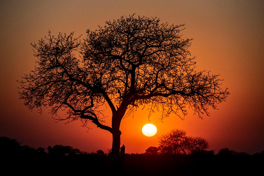 Orange sunrise with tree silhouette