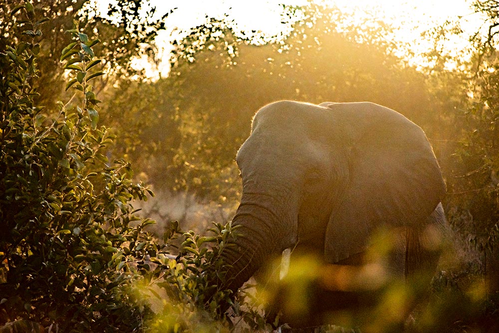 Closeup of elephant in bush in golden sunlight