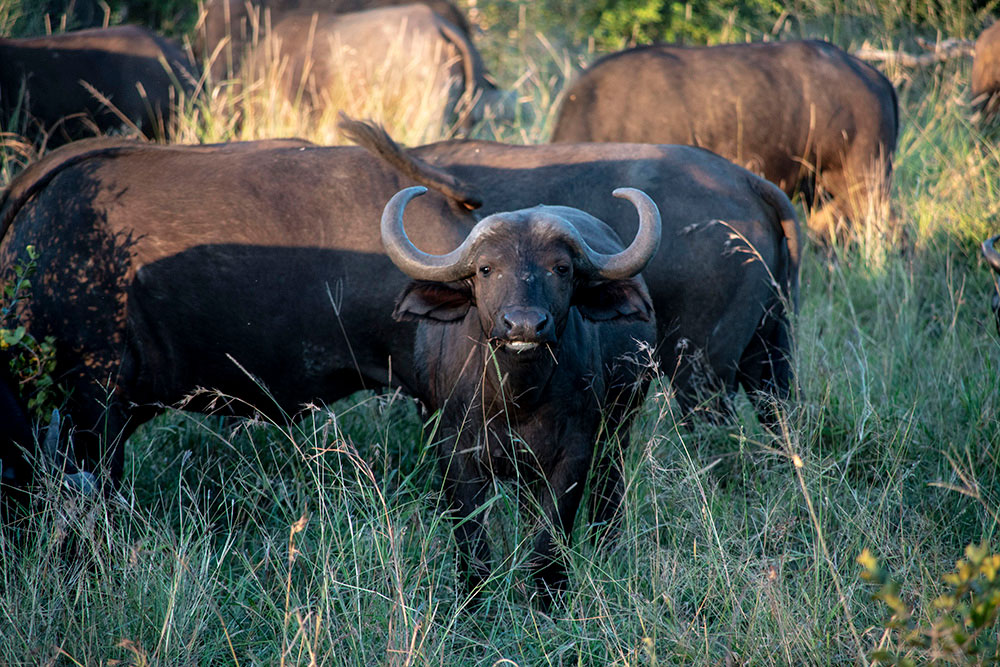 Young buffalo looking straight at camera while eating grass