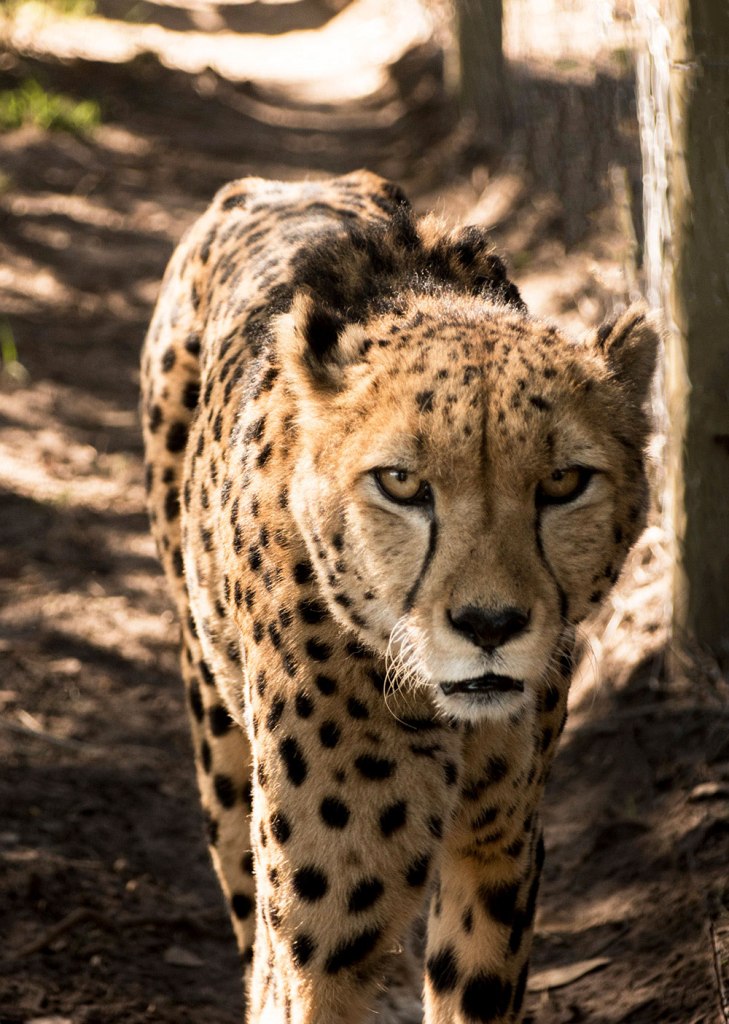 Cheetah looking straight at camera in golden sunlight