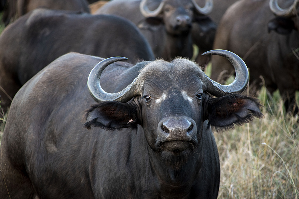 Closeup of buffalo