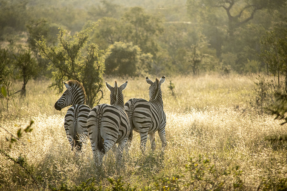 Zebras running in golden sunlight in the wild