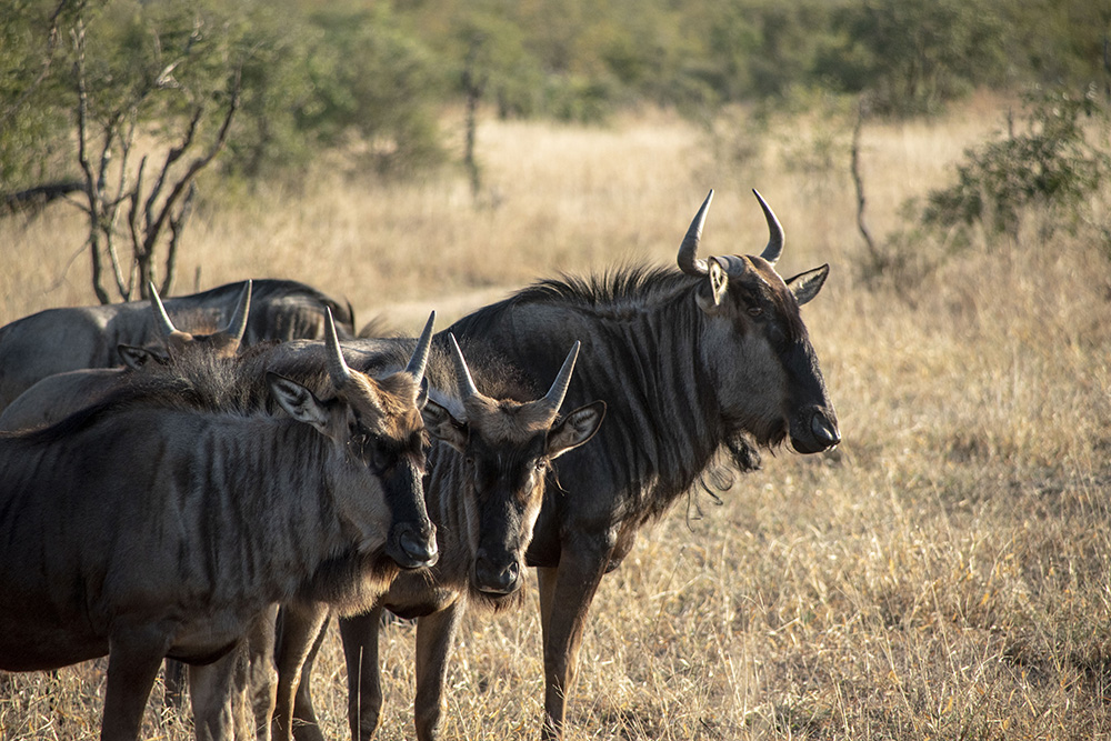 Small herd of wildebeest in the wild