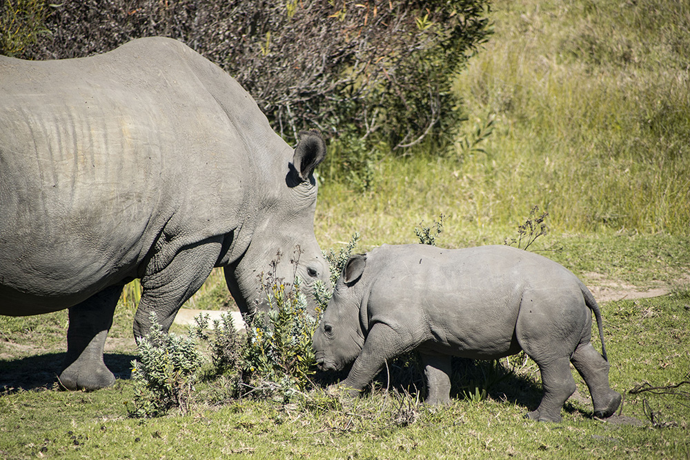 Mother and baby rhino eating plants