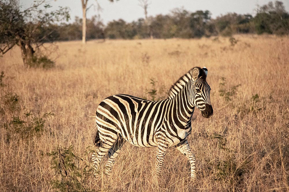 Young zebra in golden sunlight in the wild