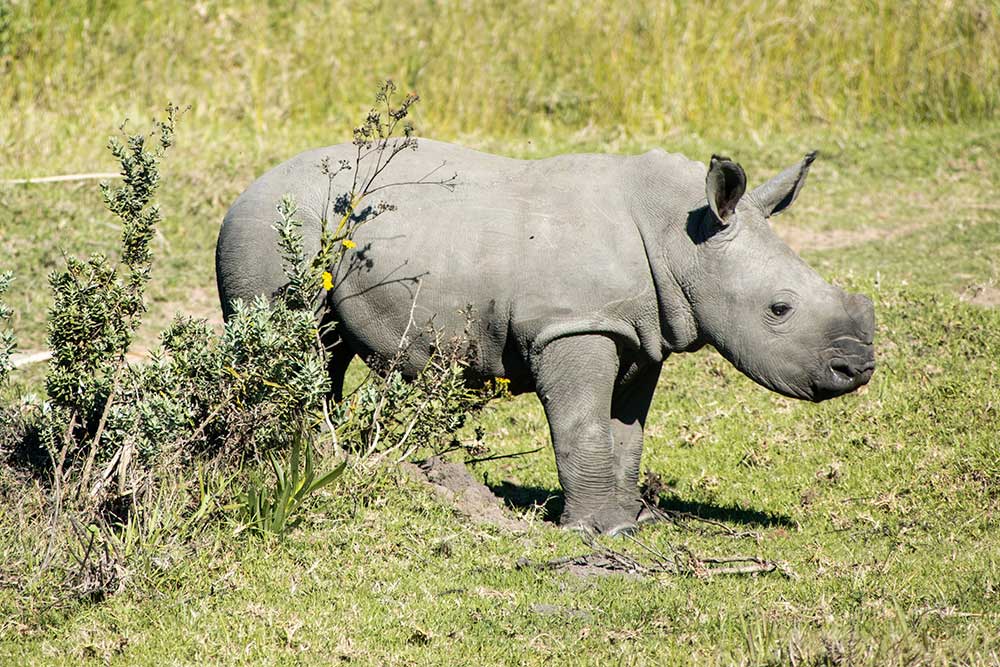 Baby rhino next to bush