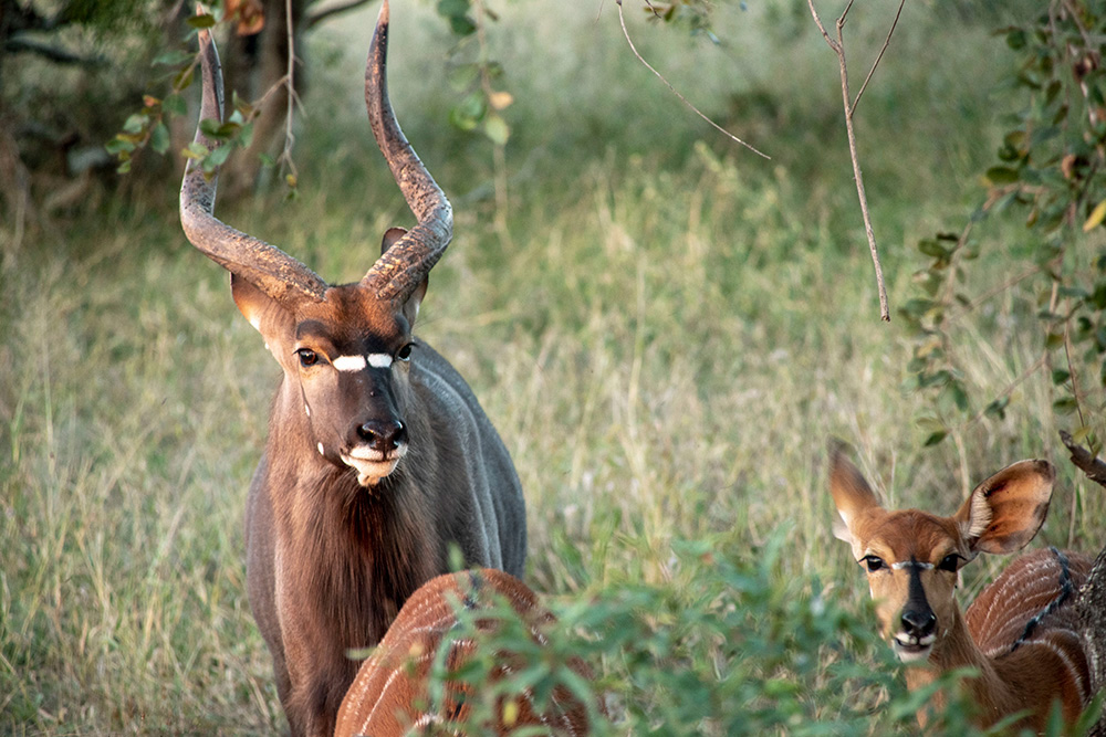 Nyalas behind tree
