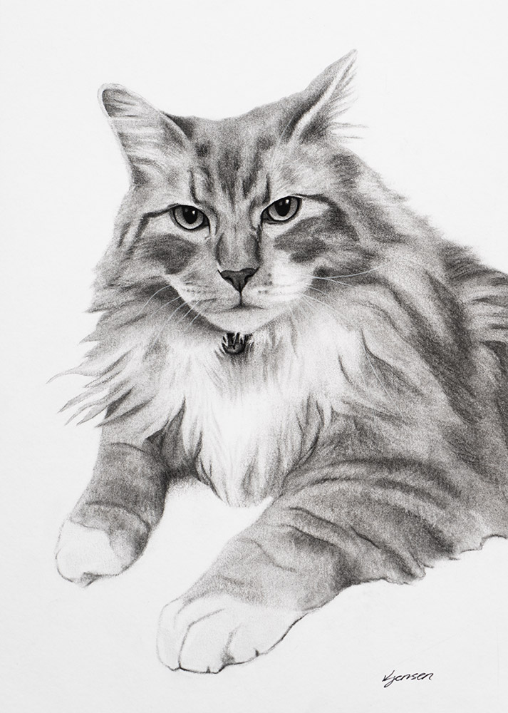 Cat - Charcoal Portrait