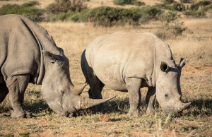 Close up of two rhinos