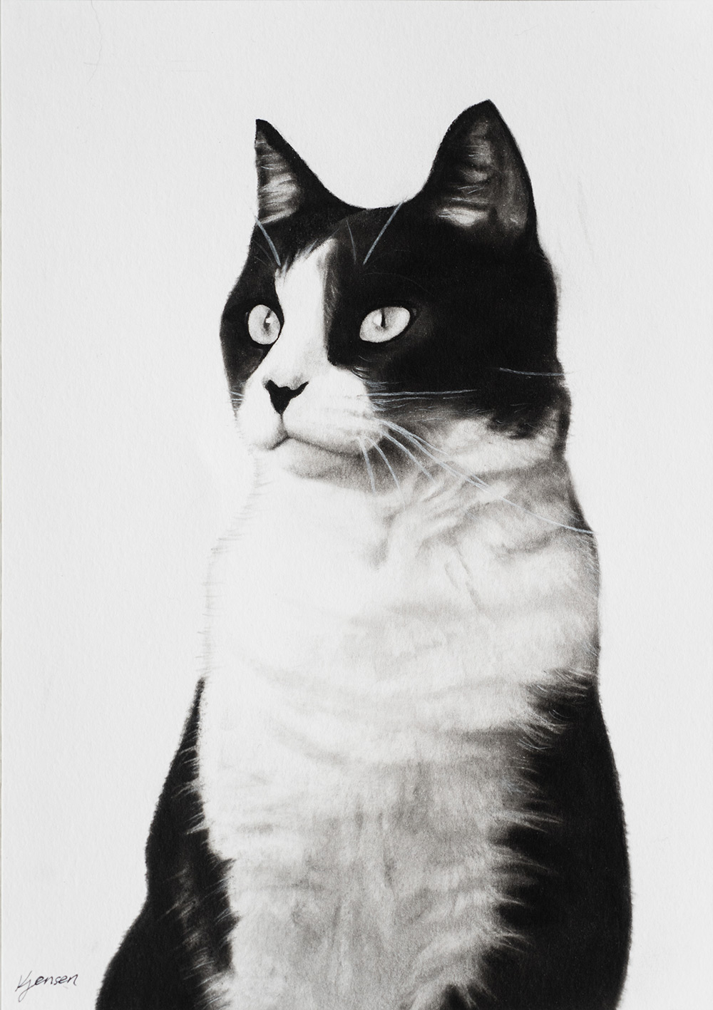 Cat - Charcoal Portrait